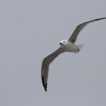 Goéland d'Audouin - Maroc octobre 2012