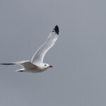 Goéland d'Audouin - Maroc octobre 2012