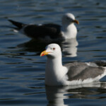 Goéland brun - Islande août 2012