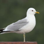 Goéland cendré - Norvège 2012