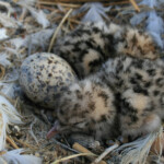 Goéland railleur - Hyères