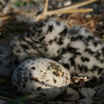 Goéland railleur - Hyères