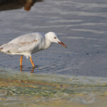 Goéland railleur - Hyères