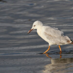 Goéland railleur - Hyères