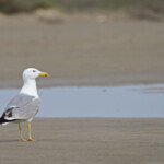 Goéland leucophée - Camargue avril 2014