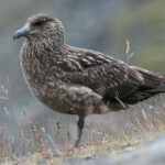 Grand labbe - Islande