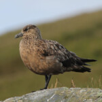 Grand labbe - Norvège Runde 2012