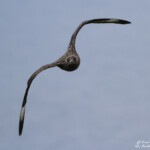 Grand labbe - Norvège Runde 2012