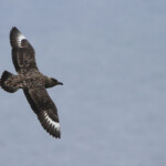 Grand labbe - Norvège Runde 2012