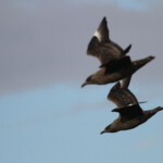 Grand labbe - Norvège Runde 2012