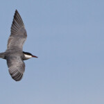 Guifette moustac - Camargue avril 2014