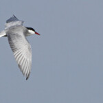 Guifette moustac - Camargue avril 2014