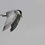 Guifette moustac - Camargue avril 2014