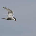 Guifette moustac - Camargue avril 2014