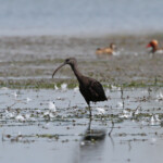 Ibis falcinelle - Mas d'Agon avril 2014