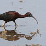 Ibis falcinelle - Camargue avril 2014