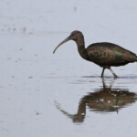 Ibis falcinelle - Camargue avril 2014