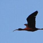 Ibis falcinelle