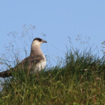 Labbe parasite - Norvège Iles Lofoten Août 2012