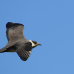 Labbe parasite - Norvège Iles Lofoten Août 2012
