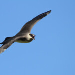 Labbe parasite - Norvège Iles Lofoten Août 2012