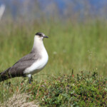 Labbe parasite - Norvège Iles Lofoten Août 2012