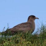 Labbe parasite - Norvège Iles Lofoten Août 2012