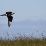 Labbe parasite - Norvège Iles Lofoten Août 2012