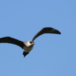 Labbe parasite - Norvège Iles Lofoten Août 2012