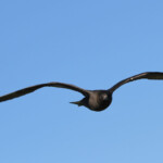 Labbe parasite - Norvège Iles Lofoten Août 2012