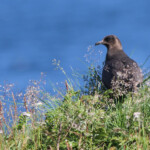 Labbe parasite - Norvège Iles Lofoten Août 2012