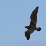 Labbe parasite - Norvège Iles Lofoten Août 2012
