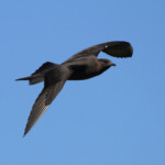 Labbe parasite - Norvège Iles Lofoten Août 2012