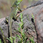 Lézard ocellé - Plaine des Maures (Var) avril 2014