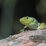 Lézard ocellé - Plaine des Maures (Var) avril 2014