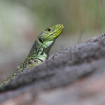 Lézard ocellé - Plaine des Maures (Var) avril 2014