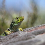 Lézard ocellé - Plaine des Maures (Var) avril 2014