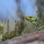 Lézard ocellé - Plaine des Maures (Var) avril 2014