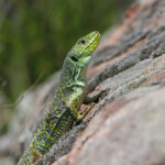 Lézard ocellé - Plaine des Maures (Var) avril 2014