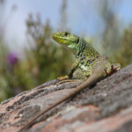 Lézard ocellé - Plaine des Maures (Var) avril 2014