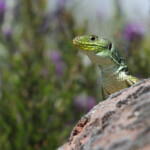 Lézard ocellé - Plaine des Maures (Var) avril 2014