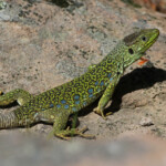 Lézard ocellé - Plaine des Maures (Var) avril 2014