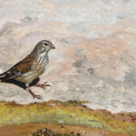 Linotte mélodieuse femelle - Ste Victoire avril 2014