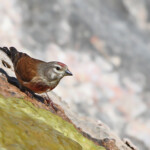 Linotte mélodieuse mâle - Ste Victoire avril 2014