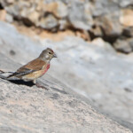 Linotte mélodieuse mâle - Ste Victoire avril 2014