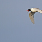 Mouette mélanocéphale - Mas d'Agon, mai 2013