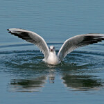 Mouette rieuse - Lac du Der