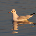Mouette rieuse - Étang de Berre