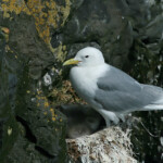 Mouette tridactyle - Islande Juillet 2012