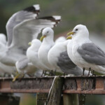 Mouette tridactyle - Lofoten Août 2013